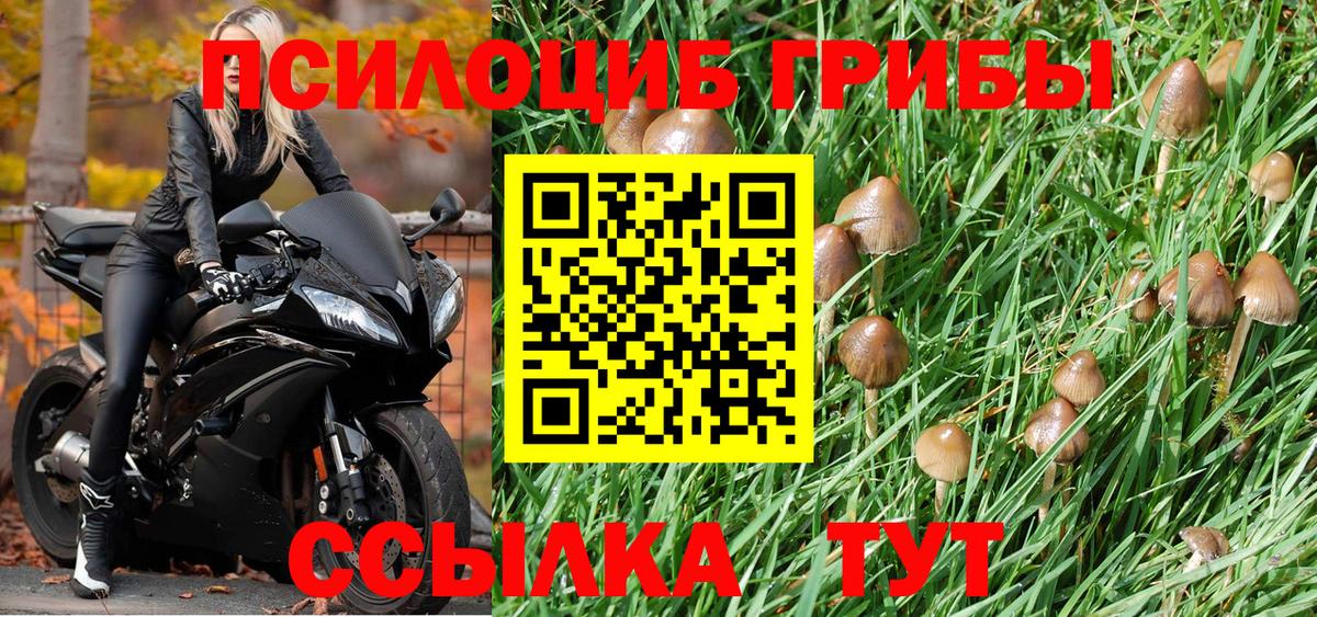 Псилоцибиновые грибы Psilocybe Киселёвск